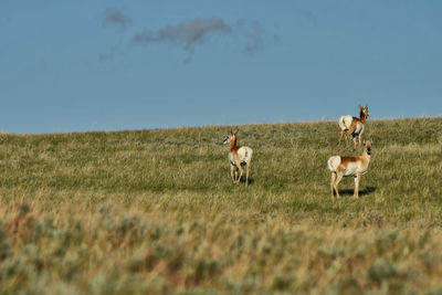 Horse grazing on field against clear sky