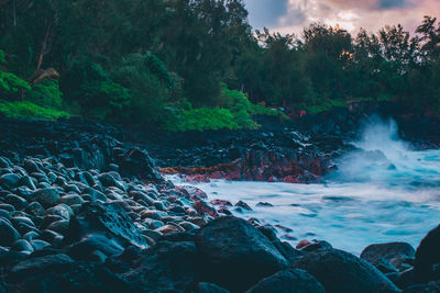 Scenic view of river in forest