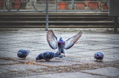 Close-up of birds flying