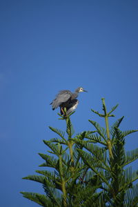 Low angle view of bird flying against clear blue sky
