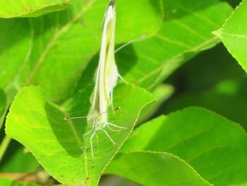 Close-up of butterflies mating on green leaf