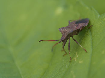 Close-up of insect on leaf