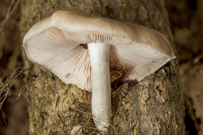 fungus