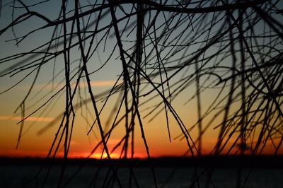 Silhouette plants against sky during sunset