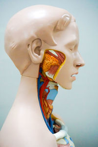 Side view of anatomy against white background