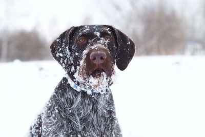 Close-up of a dog on snow