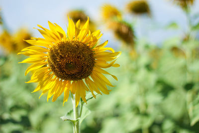 Close-up of sunflower on field