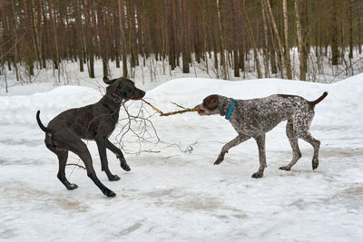 Two dogs running on snow covered land