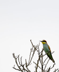 Bird perching on bare tree against clear sky