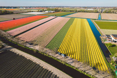 Scenic view of agricultural field