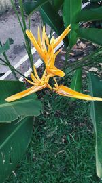 Close-up of yellow flowers