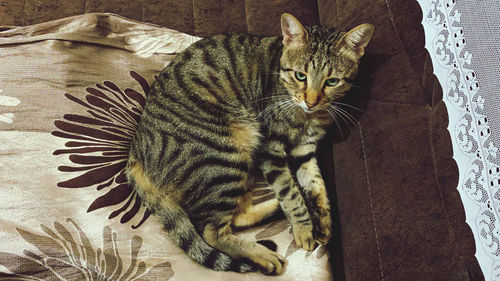 Lazy cat laying on the couch 