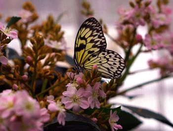 Butterfly perching on flower