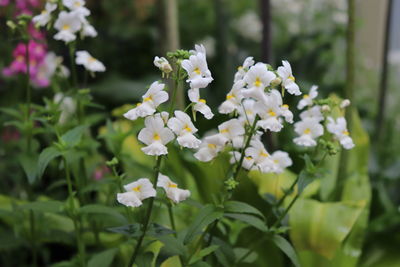 Close-up of white flowering plant