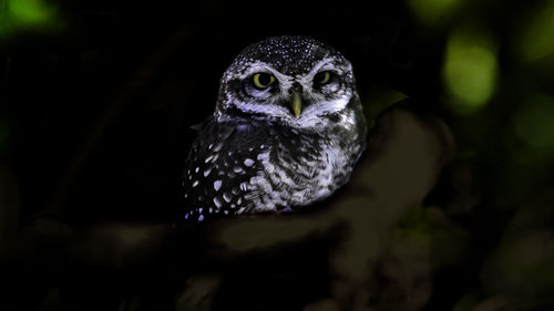 Close-up portrait of owl