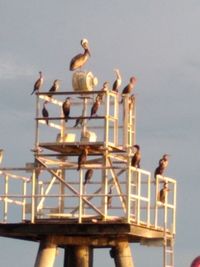 Low angle view of seagulls perching on metal against sky