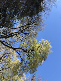 Low angle view of tree against sky
