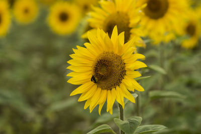 Close-up of bee on sunflower