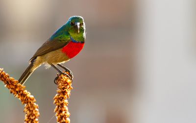 Close-up of parrot perching on a bird