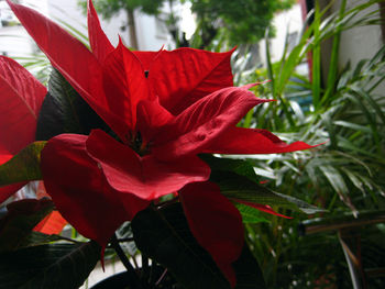 Close-up of red rose flower