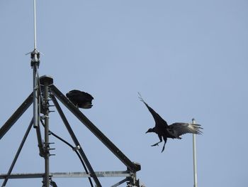 Low angle view of turkey vulture bird flying against clear sky