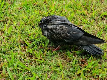 Close-up of bird perching on grass