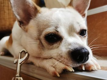 Close-up portrait of a dog at home