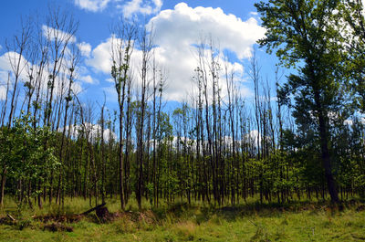 Panoramic shot of trees growing on field against sky