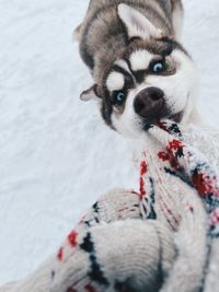 Portrait of dog on snow covered field