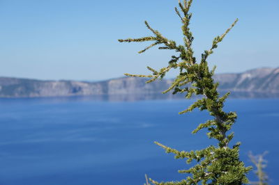 Close-up of plant against blue sky