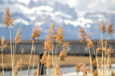 Close-up of plants against sky