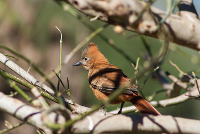 Close-up of bird perching on branch