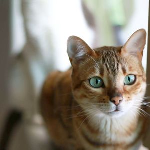 Close-up of bengal cat