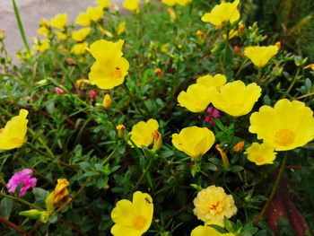 Close-up of yellow flowering plants on field