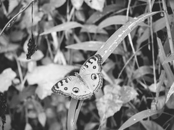 Close-up of butterfly on leaf