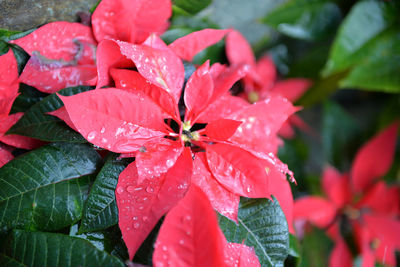Close-up of wet red flowers blooming outdoors