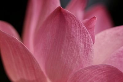 Close-up of pink lotus