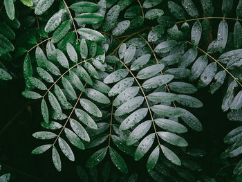 High angle view of wet leaves