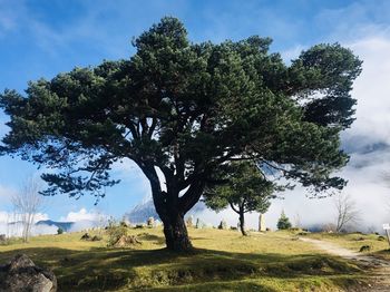 Trees on field against sky