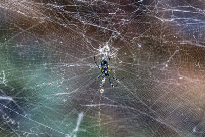 Close-up of spider web