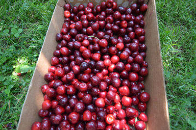Close-up of cherries on field