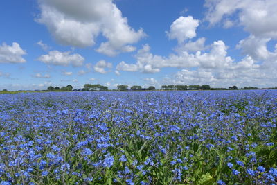 Purple flowering plants on field against sky