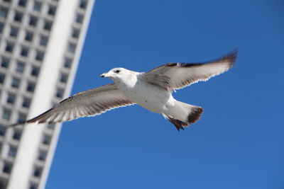 Flying seagulls in ny