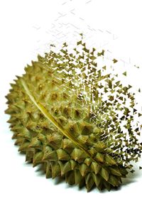Close-up of plant against white background