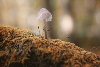 Close-up of mushroom growing in forest