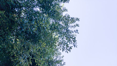 Low angle view of tree against clear sky