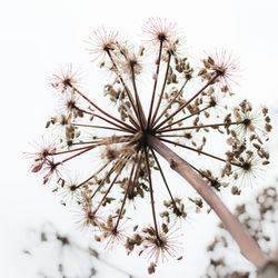 Low angle view of flowering plant against white background