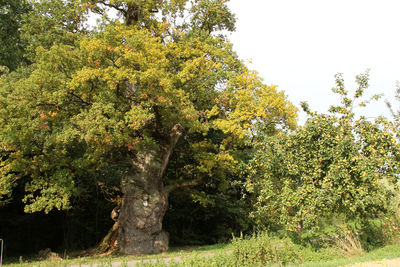 Scenic view of trees