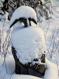 Close-up of swan on snow