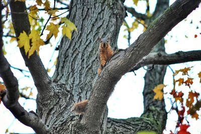 Low angle view of lizard on tree against sky